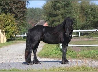 Fellpony, Stute, 4 Jahre, 143 cm, Rappe