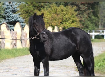 Fellpony, Stute, 4 Jahre, 143 cm, Rappe