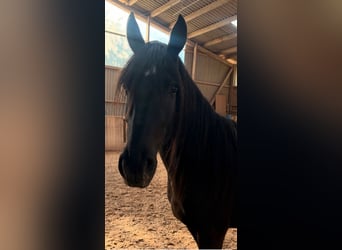 Fellpony Mix, Stute, 4 Jahre, 148 cm, Rappe