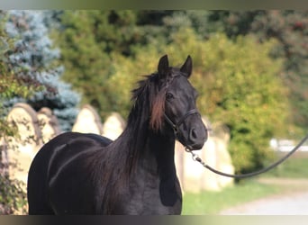 Fellpony, Stute, 5 Jahre, 140 cm, Rappe