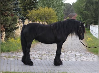 Fellpony, Stute, 5 Jahre, 145 cm, Rappe