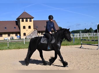 Fellpony, Stute, 5 Jahre, 145 cm, Rappe