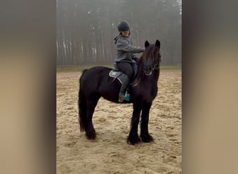 Fellpony, Stute, 5 Jahre, 145 cm, Rappe