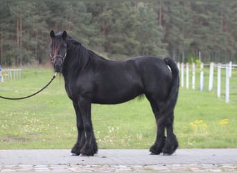 Fellpony, Stute, 5 Jahre, 145 cm, Rappe