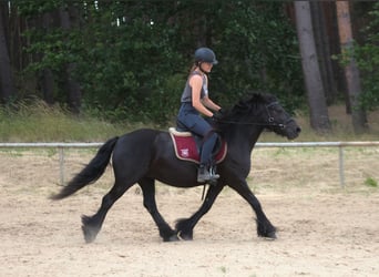 Fellpony, Stute, 6 Jahre, 140 cm, Rappe