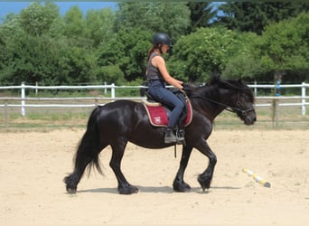Fellpony, Stute, 6 Jahre, 140 cm, Rappe