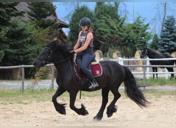 Fellpony, Stute, 6 Jahre, 140 cm, Rappe