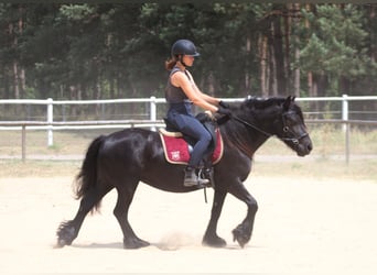 Fellpony, Stute, 6 Jahre, 140 cm, Rappe