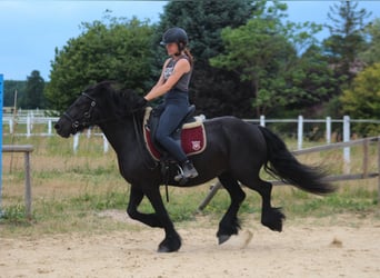 Fellpony, Stute, 6 Jahre, 140 cm, Rappe