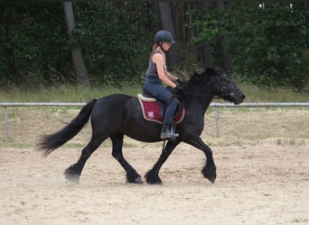 Fellpony, Stute, 6 Jahre, 140 cm, Rappe