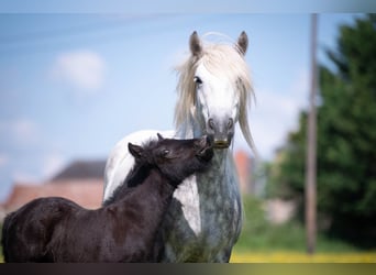 Fellpony, Stute, 6 Jahre, 140 cm, Schimmel