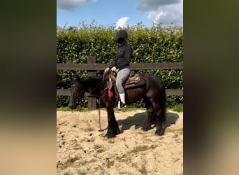 Fellpony, Stute, 8 Jahre, 140 cm, Rappe