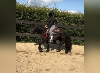 Fellpony, Stute, 8 Jahre, 140 cm, Rappe