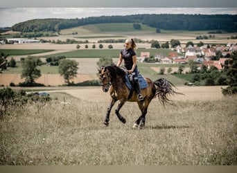 Fellpony, Stute, 8 Jahre, 143 cm, Brauner