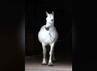 Fellpony, Stute, 9 Jahre, 142 cm, Schimmel