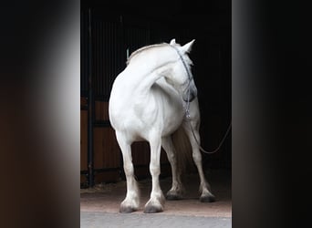 Fellpony, Stute, 9 Jahre, 142 cm, Schimmel