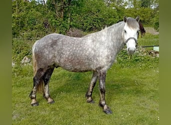 Fellpony, Valack, 4 år, 140 cm, Gråskimmel