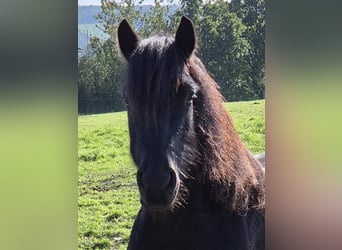 Fellpony, Valack, 4 år, 145 cm, Svart