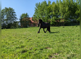 Fellpony, Valack, 7 år, 140 cm, Svart