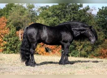 Fellpony, Wallach, 10 Jahre, 137 cm, Rappe