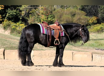 Fellpony, Wallach, 10 Jahre, 137 cm, Rappe