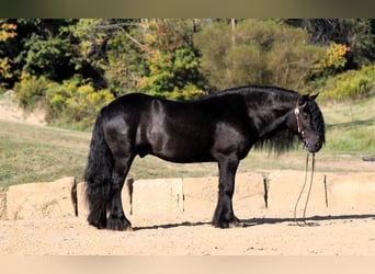 Fellpony, Wallach, 10 Jahre, 137 cm, Rappe