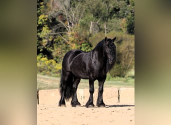 Fellpony, Wallach, 10 Jahre, 137 cm, Rappe