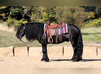 Fellpony, Wallach, 10 Jahre, 137 cm, Rappe