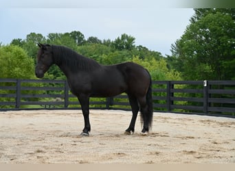 Fellpony, Wallach, 11 Jahre, 142 cm, Rappe