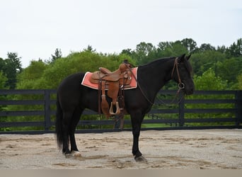 Fellpony, Wallach, 11 Jahre, 142 cm, Rappe