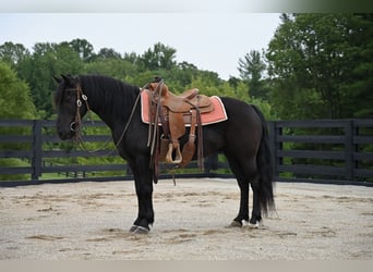 Fellpony, Wallach, 11 Jahre, 142 cm, Rappe