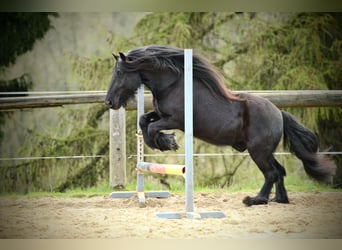 Fellpony, Wallach, 12 Jahre, 140 cm, Rappe