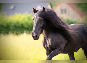 Fellpony, Wallach, 12 Jahre, 140 cm, Rappe