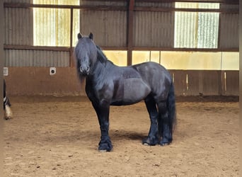 Fellpony, Wallach, 13 Jahre, 147 cm, Rappe