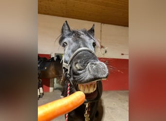 Fellpony, Wallach, 14 Jahre, 150 cm