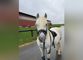 Fellpony, Wallach, 17 Jahre, 139 cm, Schimmel