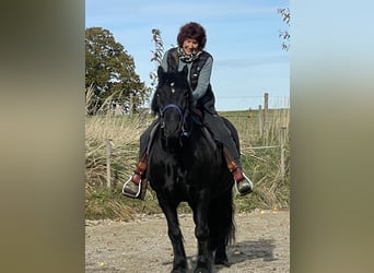 Fellpony, Wallach, 18 Jahre, 141 cm, Rappe