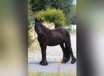 Fellpony, Wallach, 2 Jahre, 138 cm, Rappe