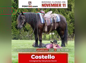 Fellpony, Wallach, 4 Jahre, 140 cm, Rappe