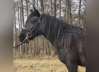 Fellpony, Wallach, 4 Jahre, 142 cm, Rappe