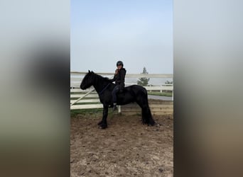 Fellpony, Wallach, 4 Jahre, 145 cm, Rappe