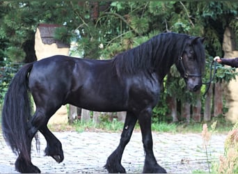 Fellpony, Wallach, 4 Jahre, 145 cm, Rappe