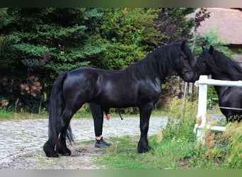 Fellpony, Wallach, 4 Jahre, 145 cm, Rappe