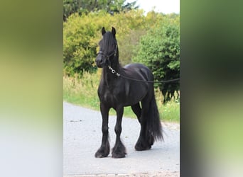 Fellpony, Wallach, 4 Jahre, 145 cm, Rappe