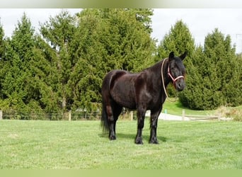 Fellpony, Wallach, 4 Jahre, Rappe