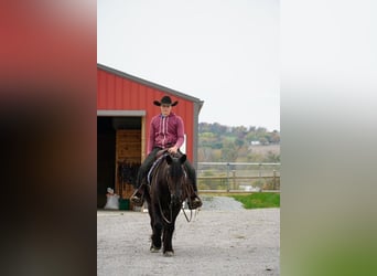 Fellpony, Wallach, 4 Jahre, Rappe