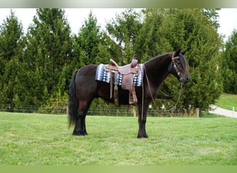 Fellpony, Wallach, 5 Jahre, 140 cm