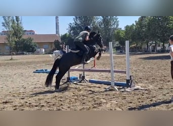 Fellpony Mix, Wallach, 5 Jahre, 143 cm, Rappe
