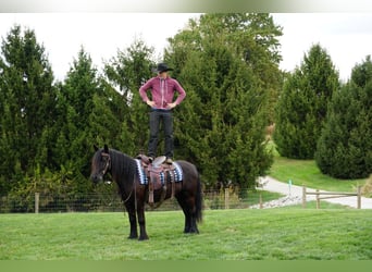 Fellpony, Wallach, 5 Jahre, Rappe