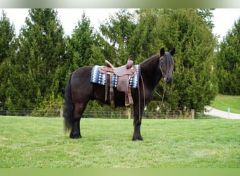 Fellpony, Wallach, 5 Jahre